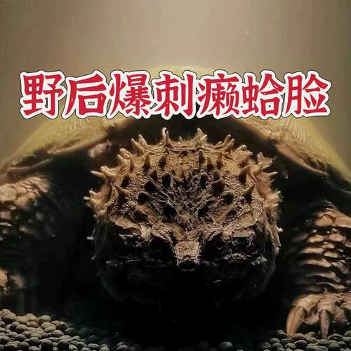 鳄龟爆刺佛鳄龟幼苗杂佛正宗纯佛宠物龟凶猛小乌龟活物北美小鳄龟
