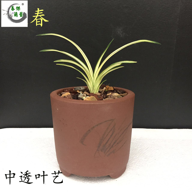 兰花 送春 正宗漂亮中透线艺叶艺兰草花艺双全 可实物拍摄看品相