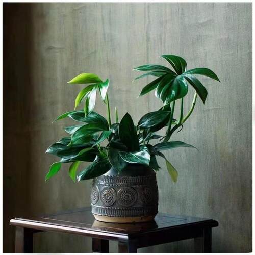 龟背竹麒麟尾大型绿植室内水培开背植物四季常青精华空气吸甲醛