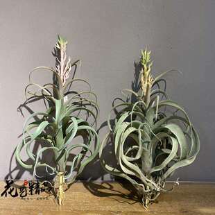 开花空气草垂吊绿植田园多肉植物仿真园艺办公文化仿真植物绢花