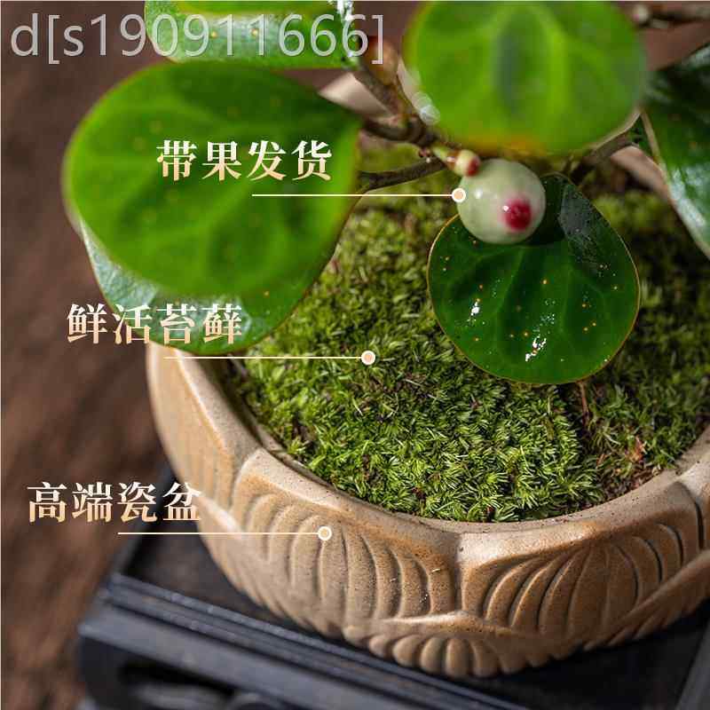 小盼客菩提盆栽带果菩提老桩盆景办室厅桌面植物树室公内XPPT-01,鲜花速递/花卉仿真/绿植园艺,造型盆景,淘宝优惠券,粉丝福利购,淘宝优惠卷