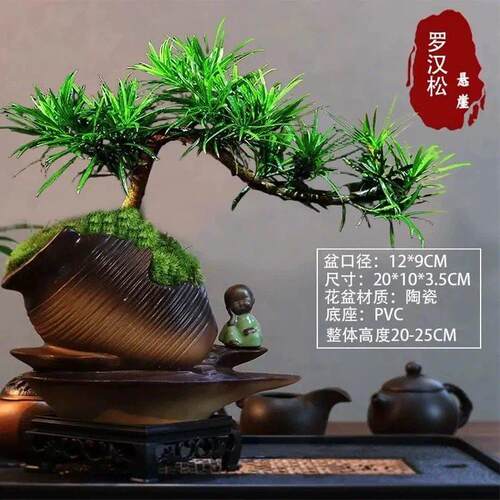 罗汉松悬崖飘枝盆景老桩盆栽室内客厅办公室桌面绿植花卉四季常青
