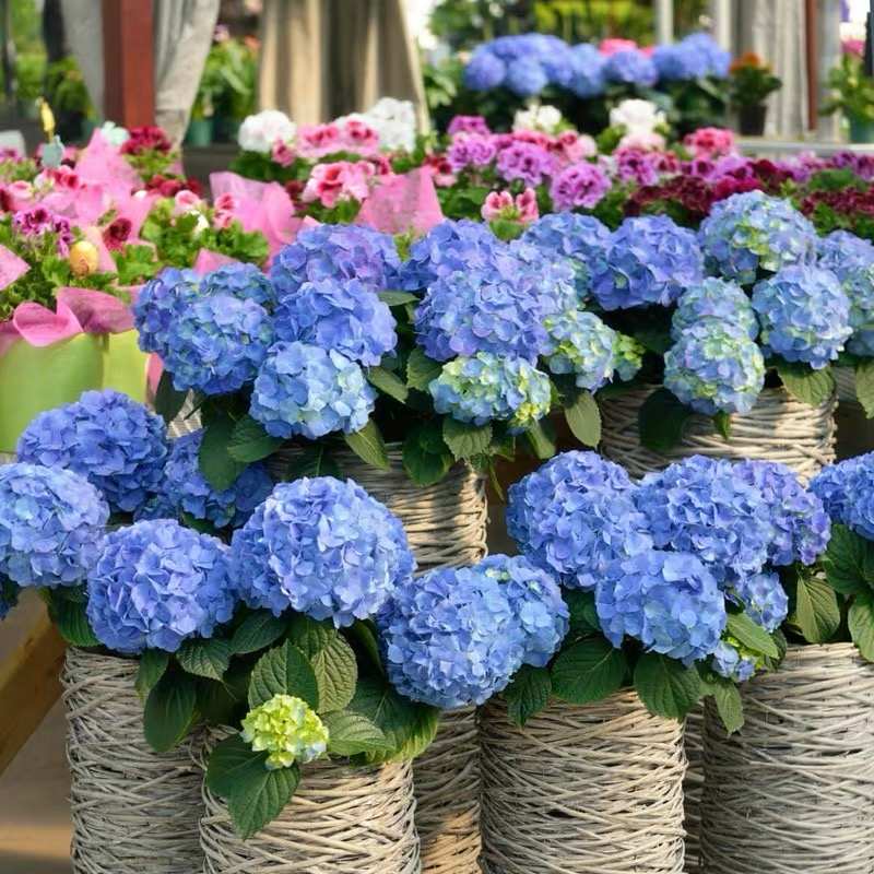 无尽夏绣球花带花苞花苗特大四季大绣球花苗花种室外庭院好养植物