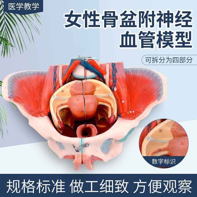 女性人体骨盆附生殖器官血管神经肌肉解剖分娩演示教学盆底肌模型