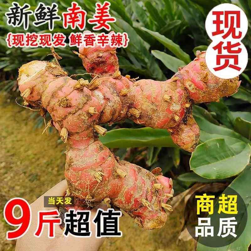 新鲜南姜5斤生姜现挖潮汕正宗老山姜牛羊肉火锅卤味去膻调料包邮s