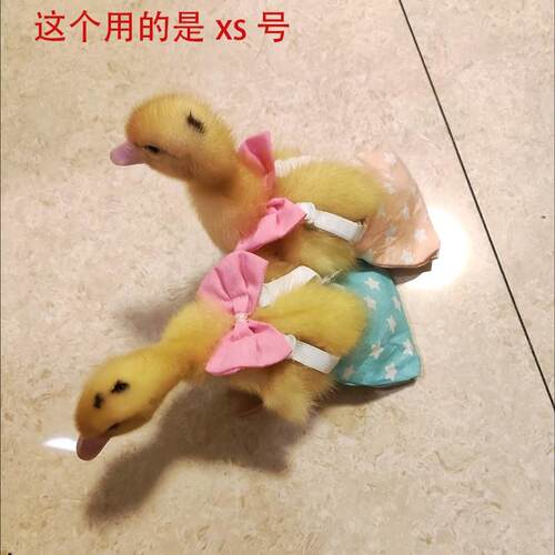 宠物小鸭屎兜柯尔鸭可调节兜水洗尿不湿鸡屁兜鹅粪兜小鸭子屁兜
