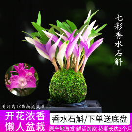 七彩香水石斛兰花四季开好养绿植浓香型石斛，改善睡眠绿植净化空气