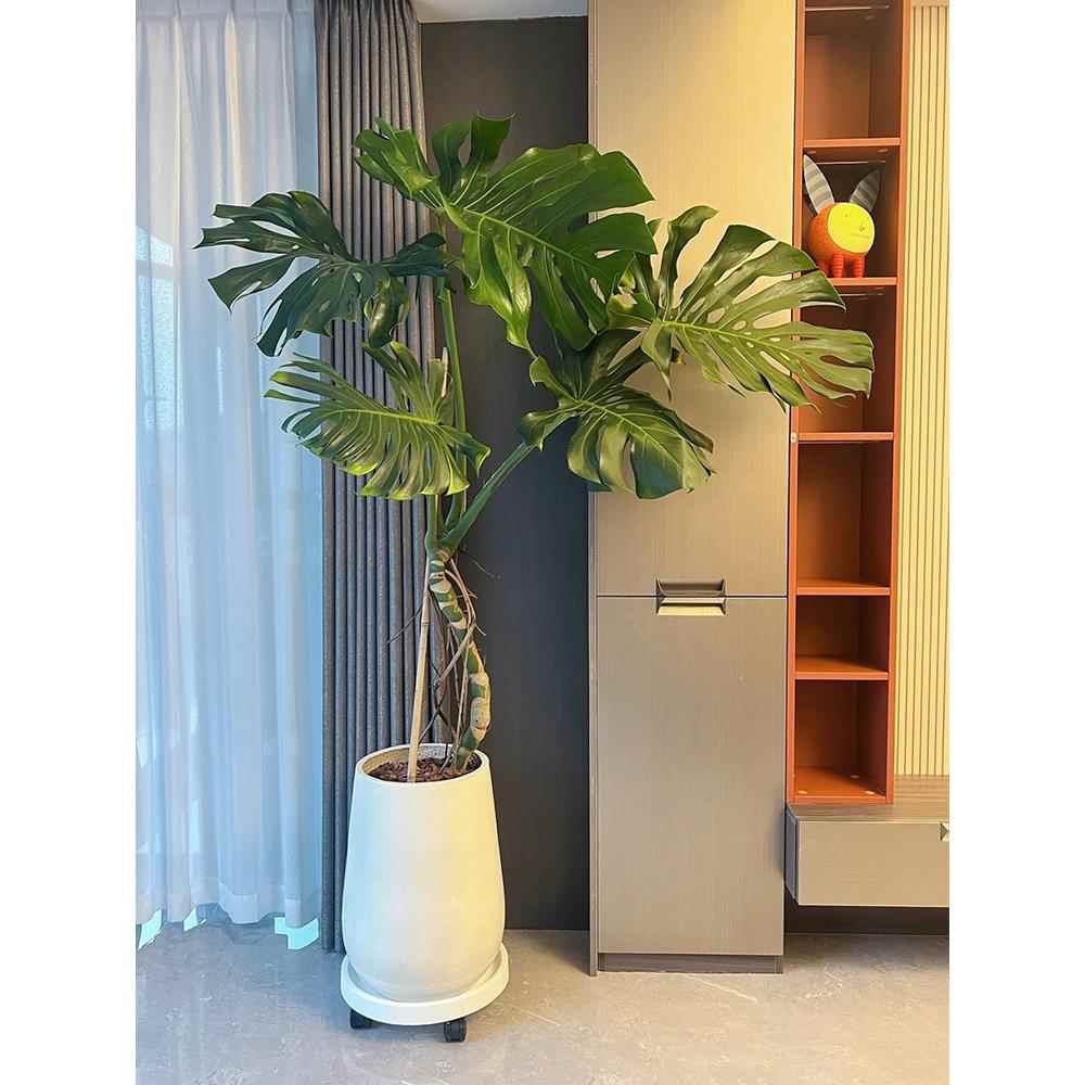 大型龟背芋盆栽净化空气吸甲醛客厅卧室办公室内植物上海绿植花卉