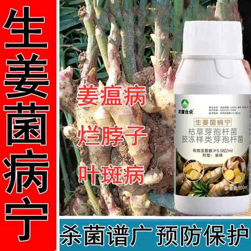 姜瘟病专用药姜瘟清根腐灵杀菌药枯萎姜瘟净黄叶青枯病烂根病菌清