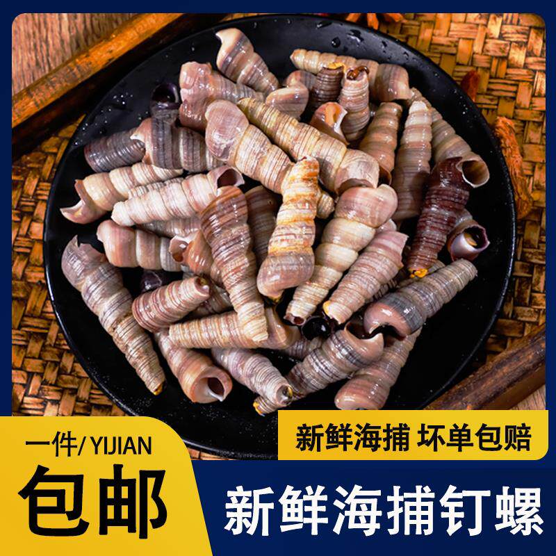 大号麻辣鲜活钉螺螺丝鲜活水产贝类商用野生肉质饱满乾净烧烤食材