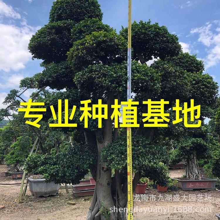 重庆造型小叶榕桩西头树广造型榕树桩报价四川小叶榕景大型桩盆景