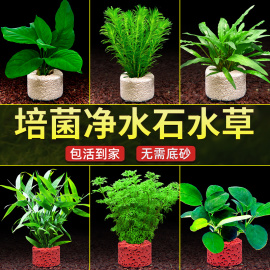 水草植物鱼缸造景净水培，菌石好养水培，定植草绿植淡水懒人阴性水草