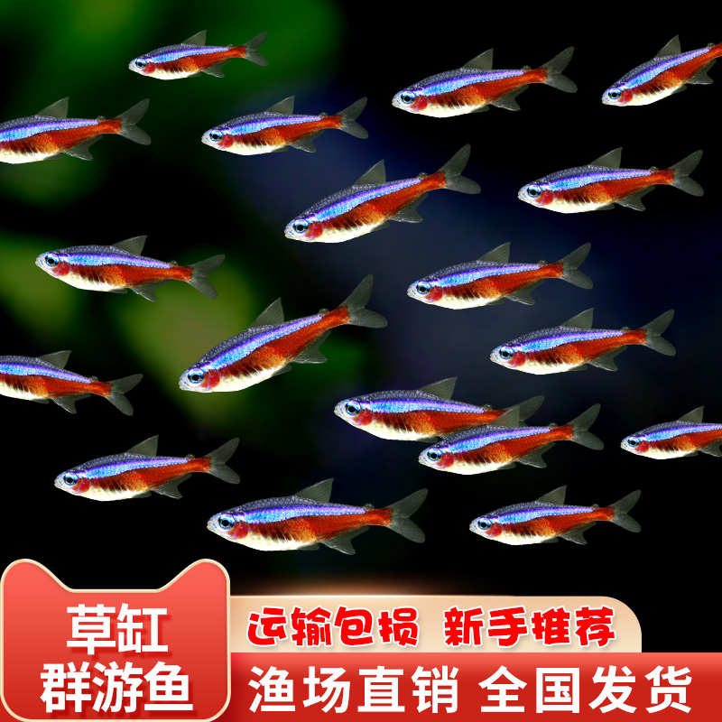 宝莲灯鱼红莲灯小型灯科草缸宠物鱼苗热带观赏鱼好养耐活迷你小鱼