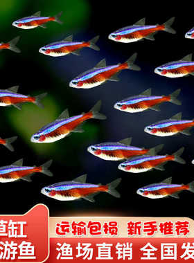 宝莲灯鱼红莲灯小型灯科草缸宠物鱼苗热带观赏鱼好养耐活迷你小鱼