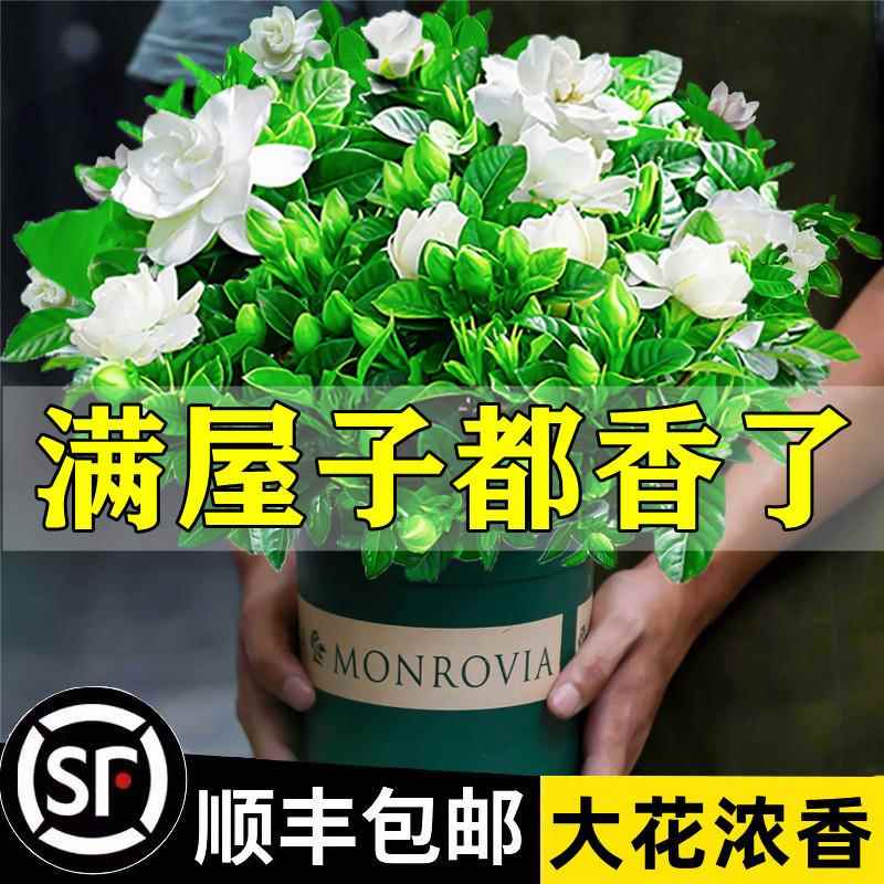 一件可发栀子花盆栽花卉植物室内绿萝箩阳台水培绿植茉莉花四季好