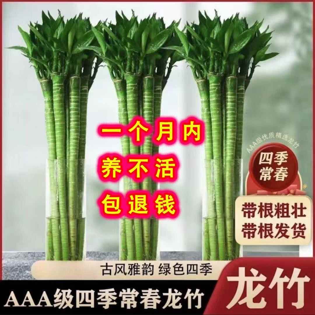 竹带根文昌观音竹水BBA荷花发财转运竹竹子养富富贵竹水培懒龙人