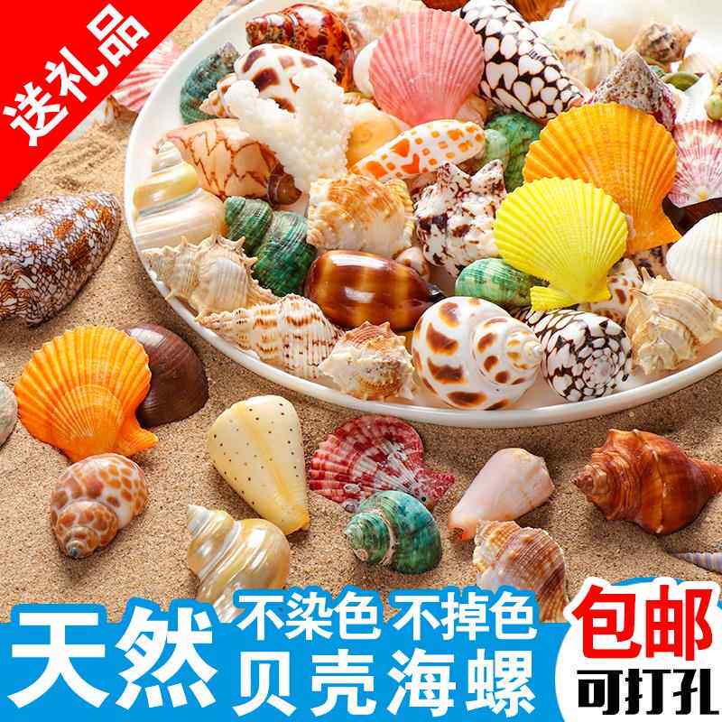 天然贝壳海螺海星珊瑚手工diy打孔鱼缸造景装饰卷贝鱼寄居蟹用壳
