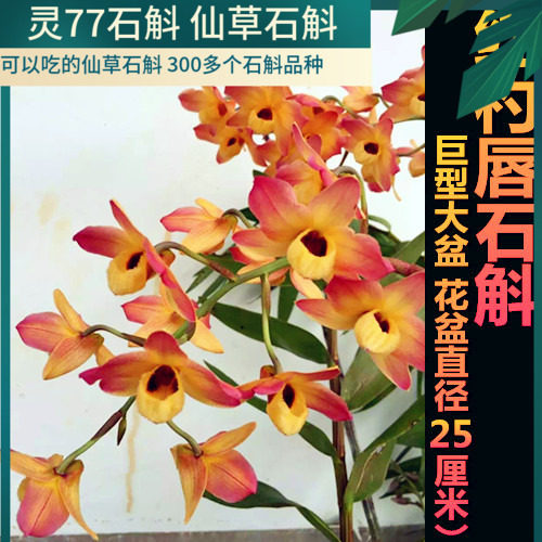 红杓唇石斛 石斛兰花绿植盆栽花朵浓香石斛 种植成活圆木头一个