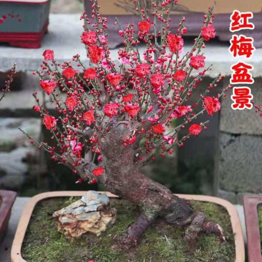 实物乌梅朱砂梅盆景梅花树桩耐寒开花造型盆栽庭院室内四季花卉