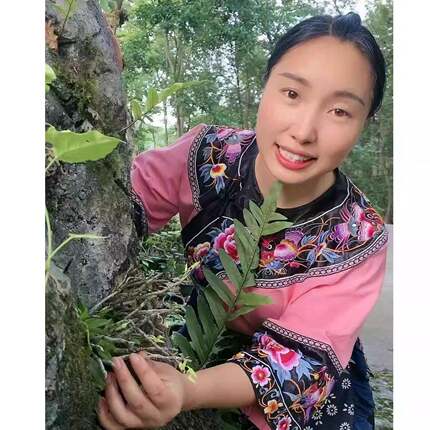 湘西大山石斛花