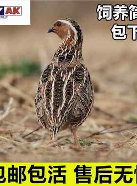 鹌鹑活鸟活苗天天下蛋青年鸟黄沙维家庭阳台小宠物白羽公活物