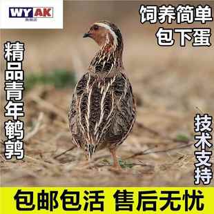 鹌鹑活鸟活苗天天下蛋青年鸟黄沙维家庭阳台小宠物白羽公活物