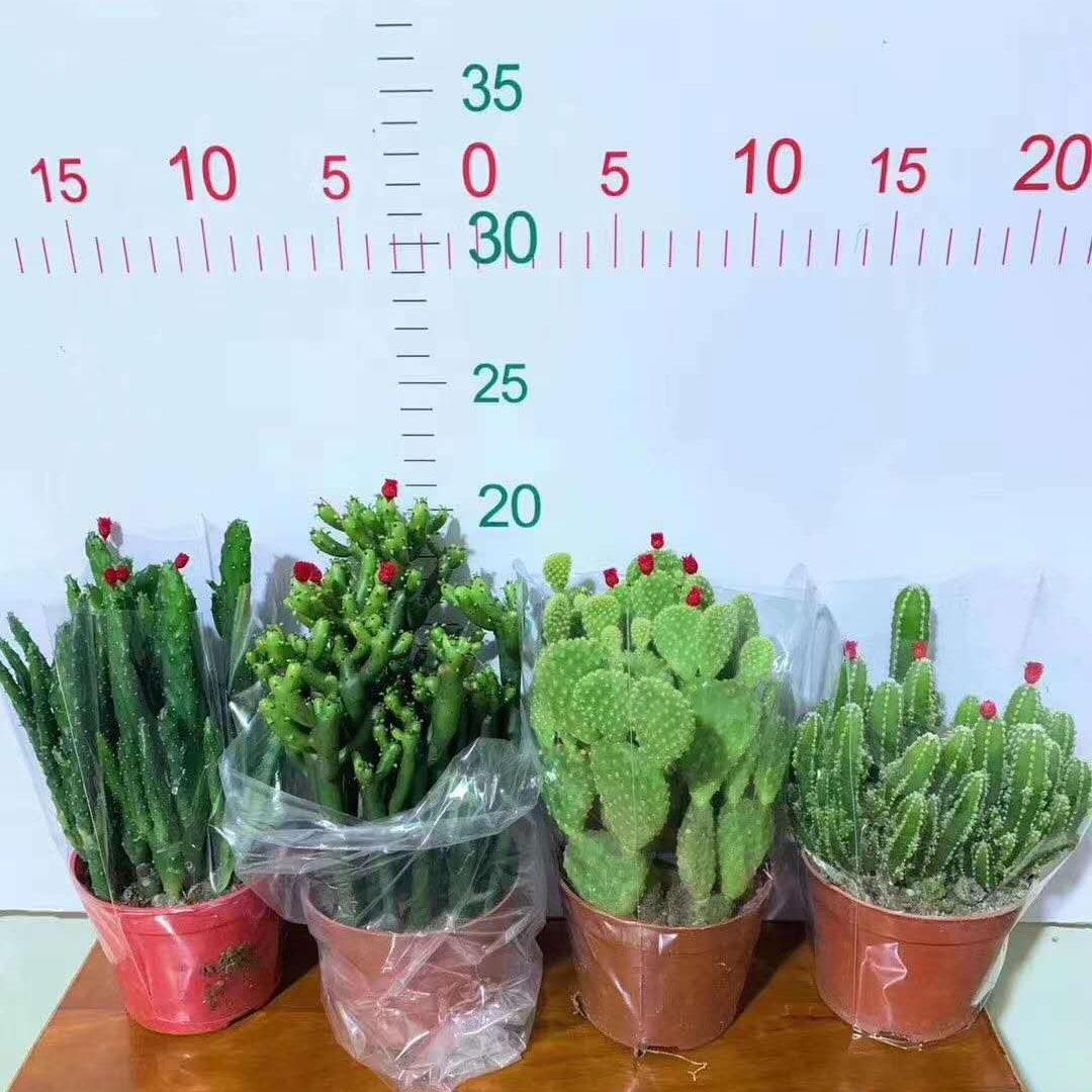 观赏多肉花卉小盆栽居家花卉盆栽110#五色仙人掌