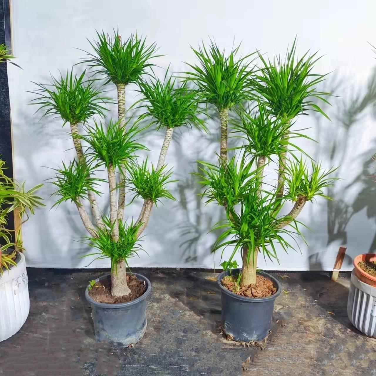 龙须树 头卉多龙血树 龙铁树室内客厅盆栽花植物办公室盆景