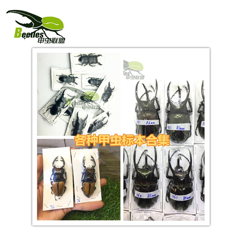 独角仙标本甲虫长戟苏门巴拉望中大中扁锹形虫长牙真虫标本金龟子