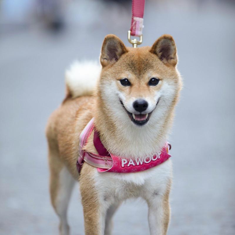 美国酷极Perfit狗狗胸背带 小中大型犬外出遛狗柴犬防爆冲胸背带