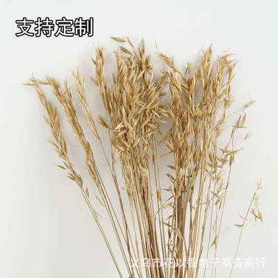 【燕麦干花】天然风干花 ins风拍摄道具样板店铺橱窗装饰干花插花