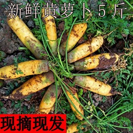 水果黄心胡萝卜新鲜蔬菜农家自种带泥黄胡萝卜抓饭专用宝宝辅食