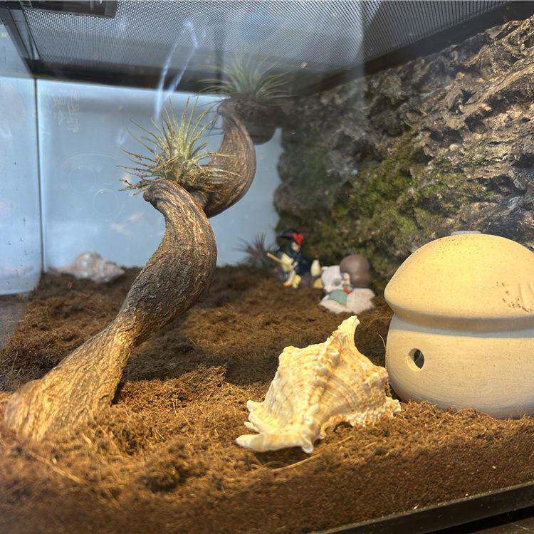 寄居蟹造景寄居蟹爬宠攀爬木造景树藤天然枯木爬虫缸雨林缸树蛙睫