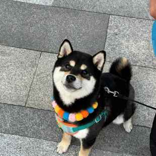 柴犬幼犬豆帅气秋田犬日本懒人幼崽活物伴侣犬活泼便宜狗超萌豆柴