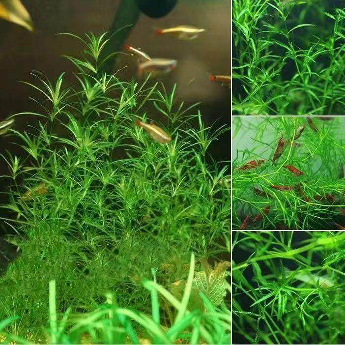 水草植物竹节草5-10cm高新手易养阴性水草 草厂直供