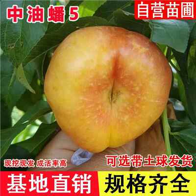 嫁接中油蟠5号桃树苗6月底成熟早熟浓甜油桃苗南北方种当年结果