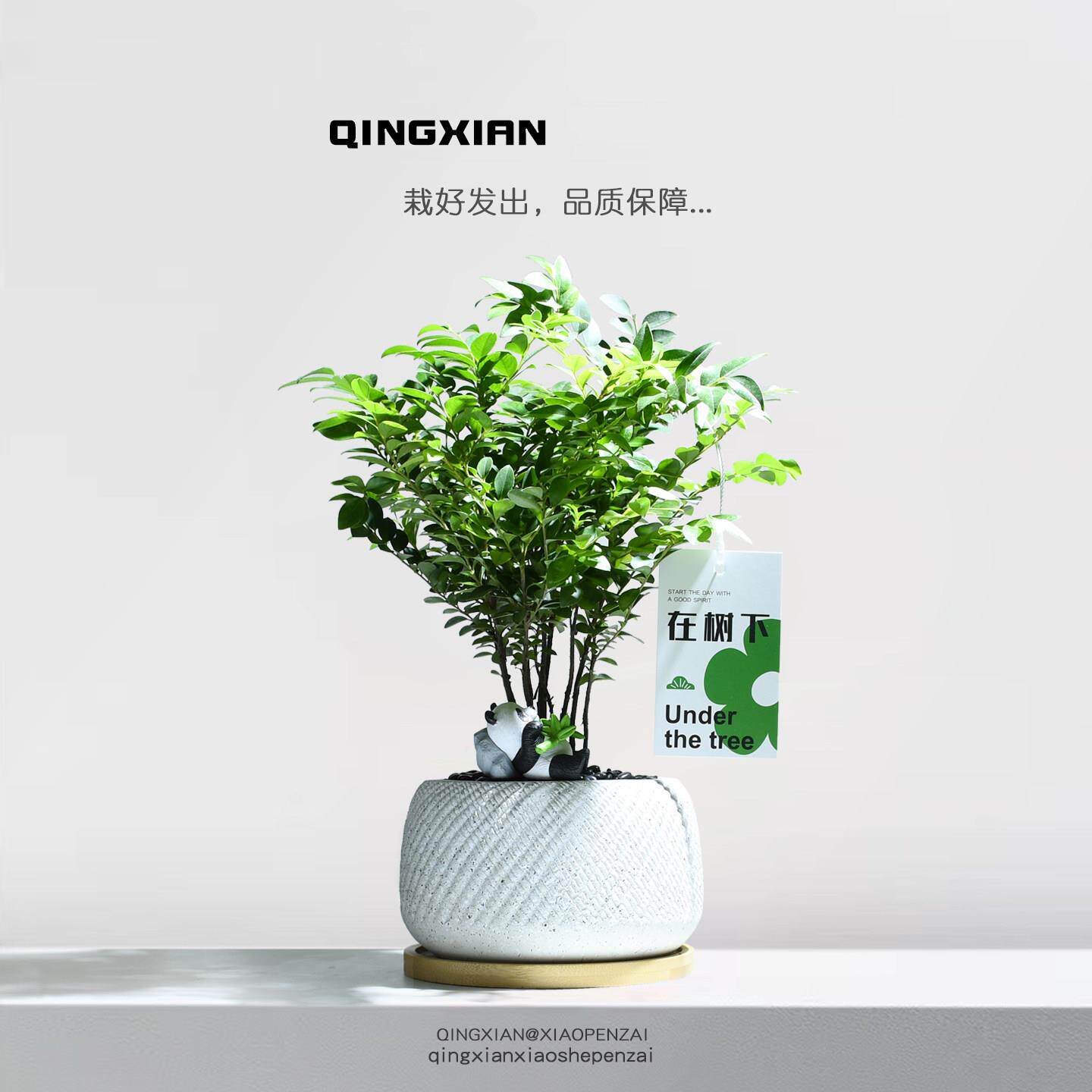 小叶紫檀室内盆栽黑骨茶桌面盆景四季好养活客厅绿植创意花卉礼物