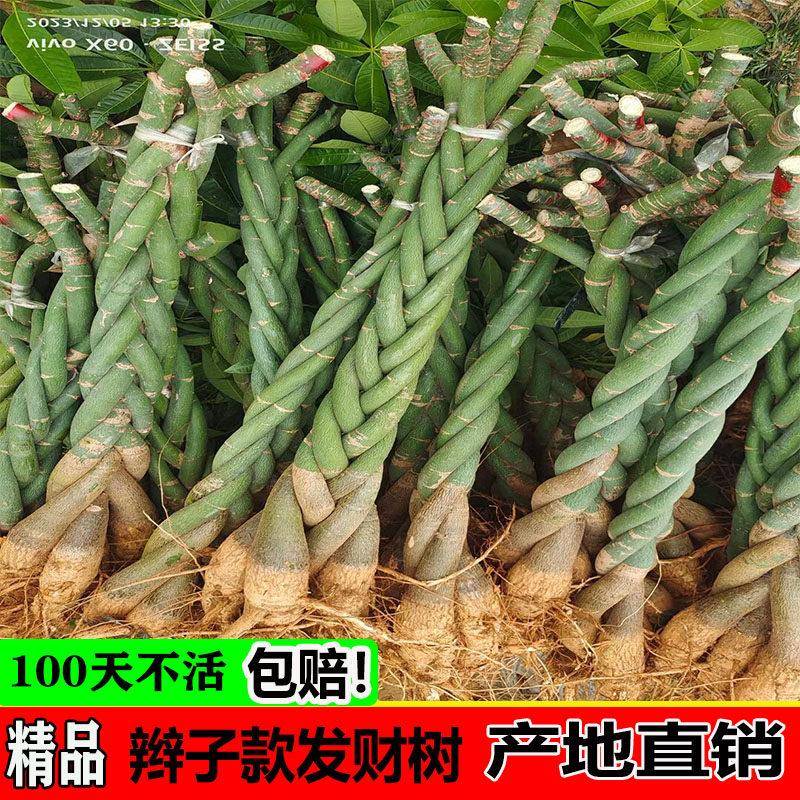 发财树客厅大盆栽五辫子发财树裸根辫子光杆原生一米高招财绿植物图片