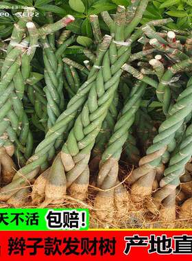 发财树客厅大盆栽五辫子发财树裸根辫子光杆原生一米高招财绿植物