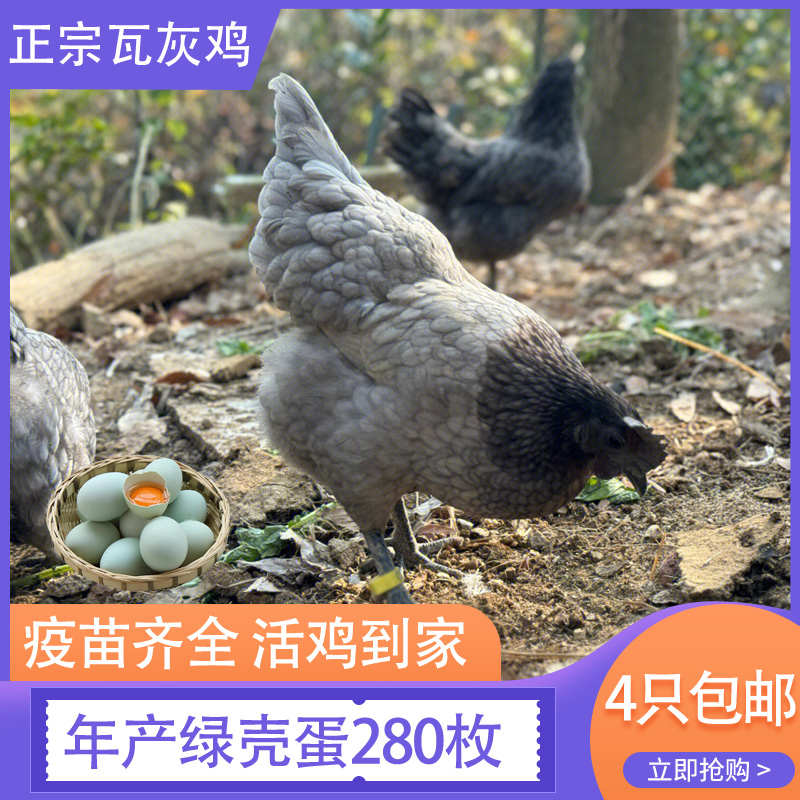 一斤瓦灰鸡活绿壳蛋鸡脱温鸡活鸡包活到家纯正宠物鸡正宗幼苗幼鸡