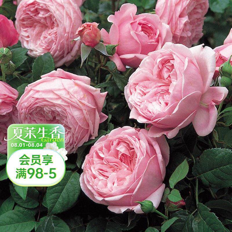 海蒂的花园 自由精神藤本攀援月季浓香阳台庭院盆栽花卉植物花苗