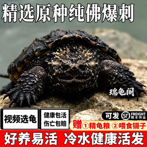 视频挑选纯佛鳄龟送龟粮喂食镊子