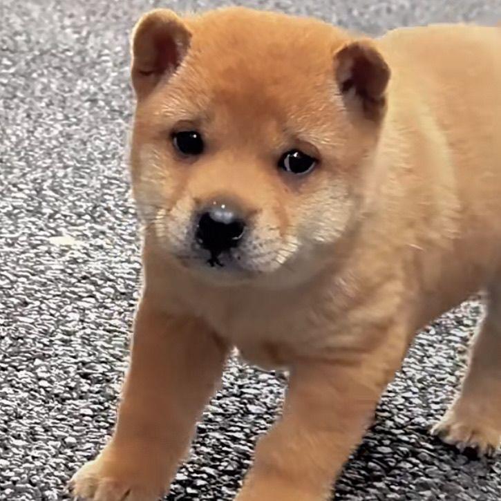 黄狗白面中华田园犬纯土狗看家护院家狗黑狗黄狗白面幼犬家养便宜