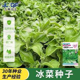 水晶冰菜种子冰菜籽种孑盆栽苗冰草菜籽种阳台稀有蔬菜野菜种 四季
