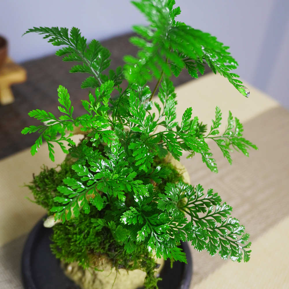 吸水石花盆蕨类植物盆景室内好养绿植办公桌面造型中式造型小盆栽