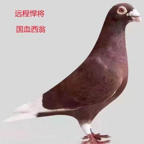【国血红西翁】血统信鸽赛鸽家飞鸽红色西翁活物公母一对种鸽活体