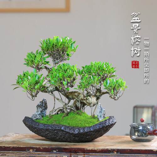 榕树造型一物一拍老桩盆景四季常绿庭院好养别墅冬季植物室内盆栽