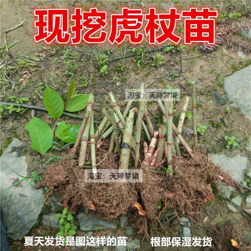 虎杖苗多年生草本植物现挖酸筒杆苗绿植庭院盆栽地栽虎杖苗包邮