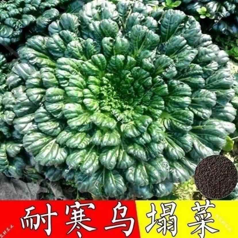 乌塌菜种子秋冬季阳台盆栽蔬菜种子春季庭院菜籽黄心菜乌塔种籽子