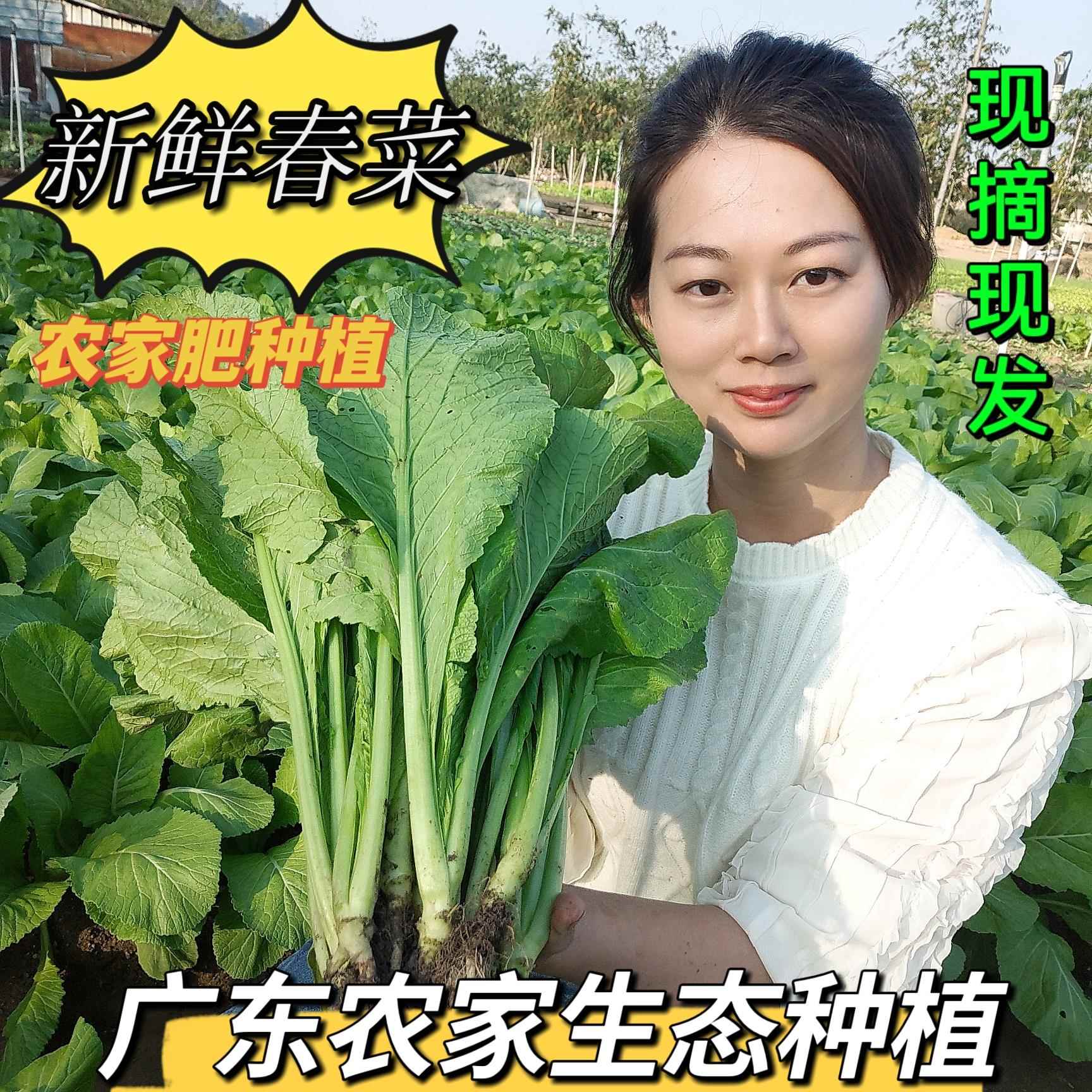 新鲜蔬菜潮汕本地春菜农产品老三农家自种蔬菜蔬菜家庭用炒菜